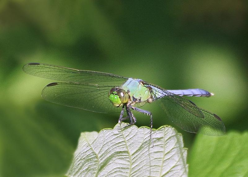 Photo of Eastern Pondhawk