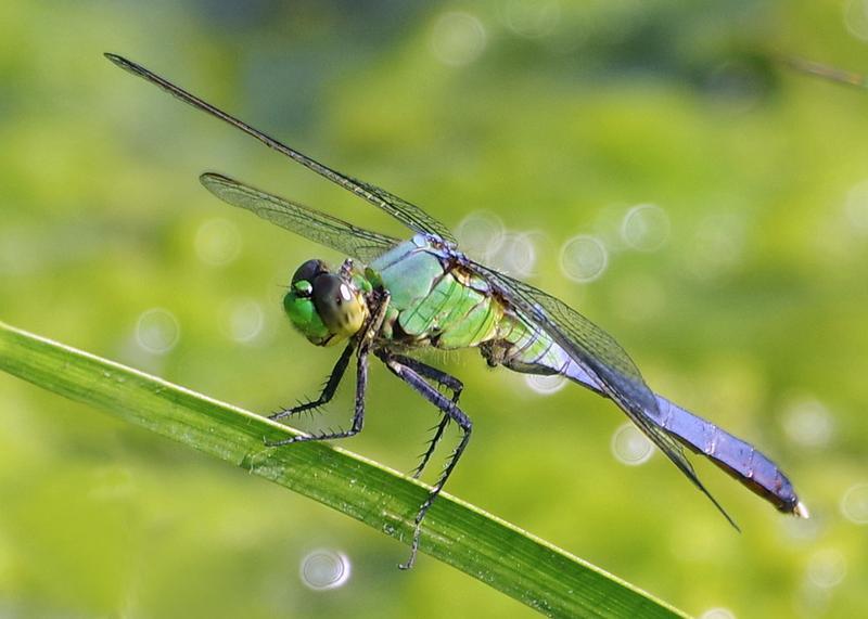 Photo of Eastern Pondhawk