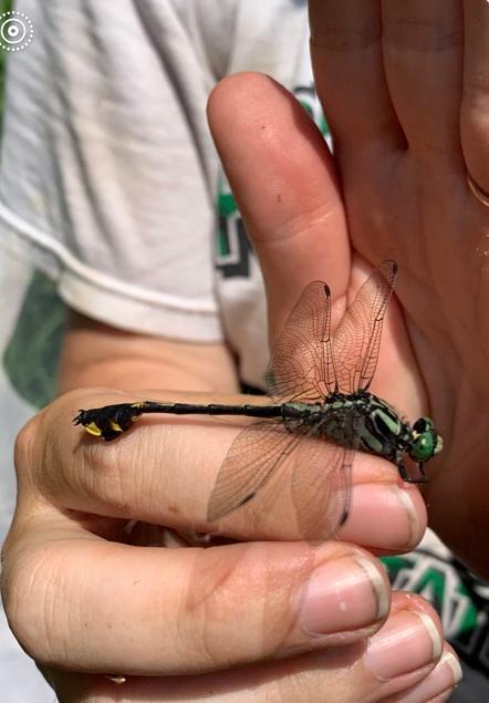 Photo of Cobra Clubtail