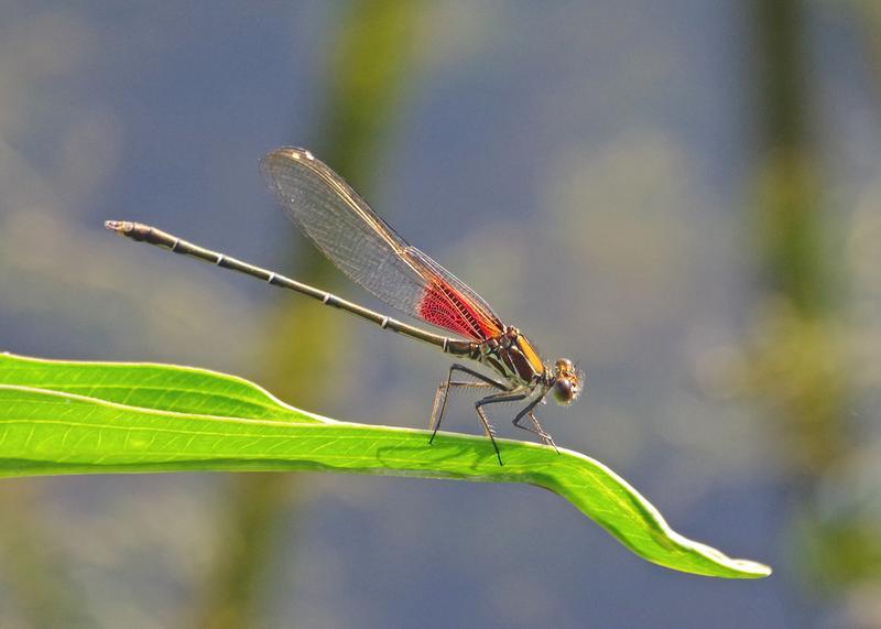 Photo of American Rubyspot
