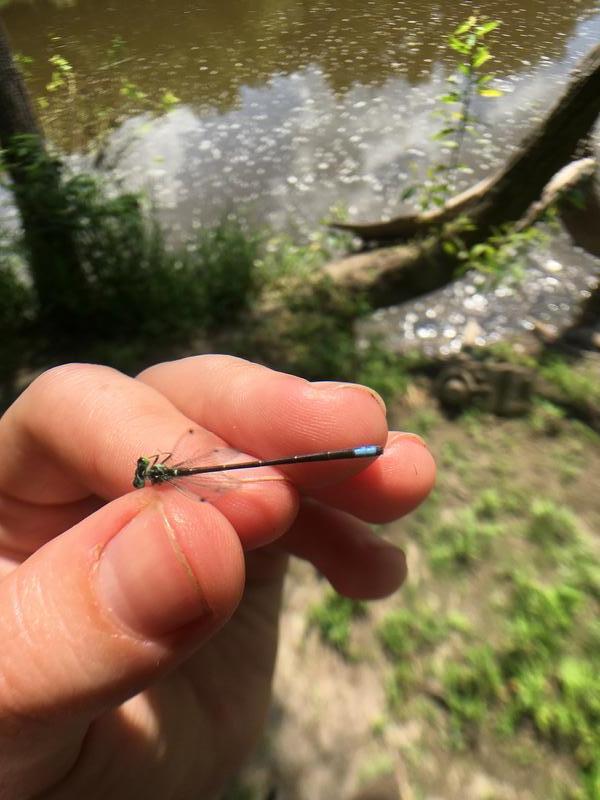 Photo of Eastern Forktail