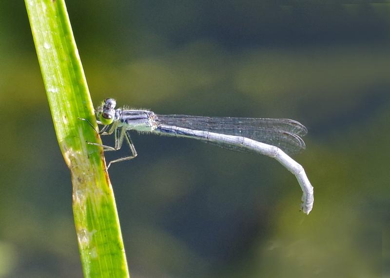 Photo of Eastern Forktail