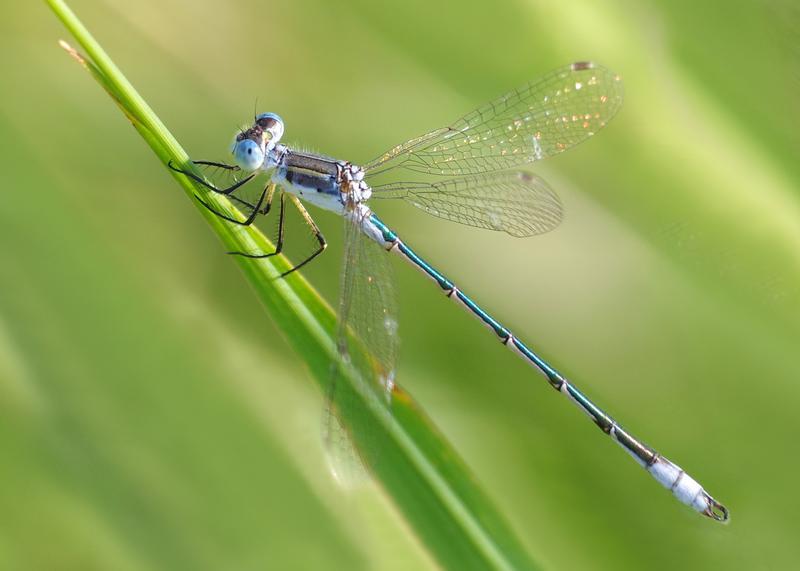 Photo of Lyre-tipped Spreadwing