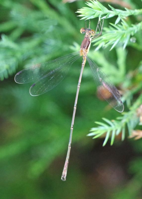 Photo of Slender Spreadwing