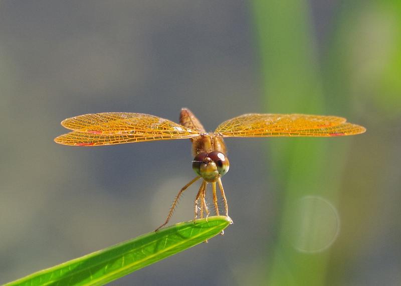 Photo of Eastern Amberwing