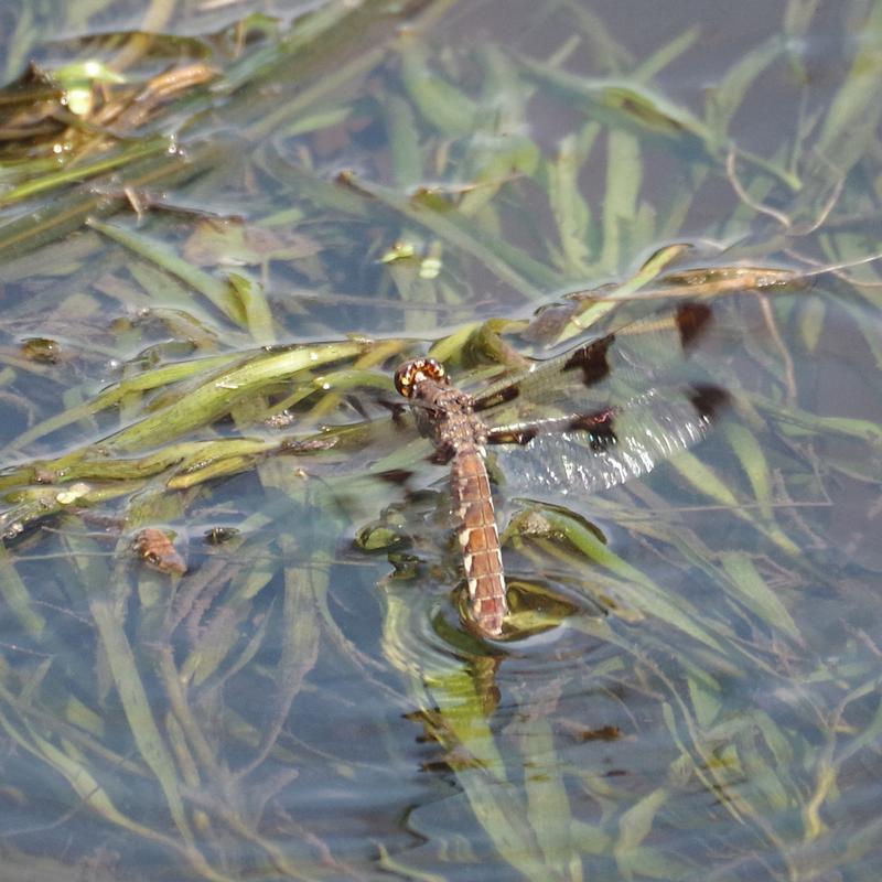 Photo of Common Whitetail