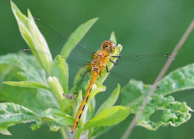 Photo of Ruby Meadowhawk