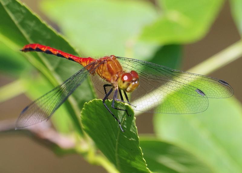 Photo of Ruby Meadowhawk