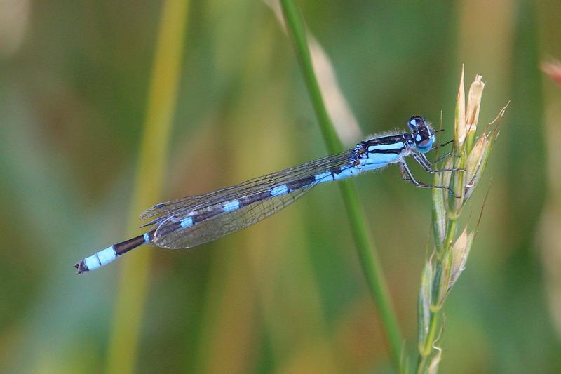 Photo of Tule Bluet