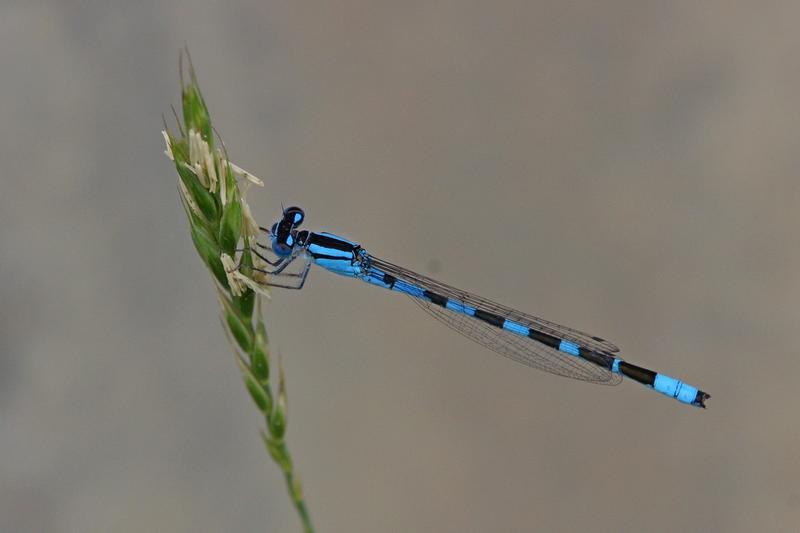 Photo of Tule Bluet