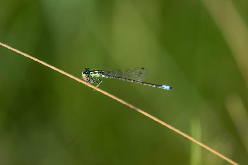Photo of Eastern Forktail