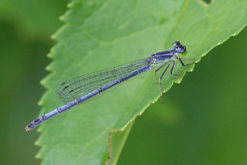 Photo of Eastern Forktail
