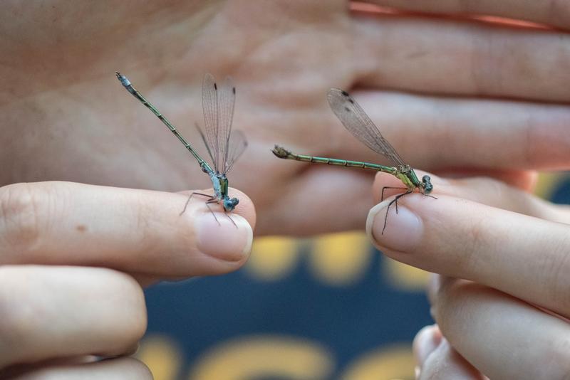 Photo of Emerald Spreadwing