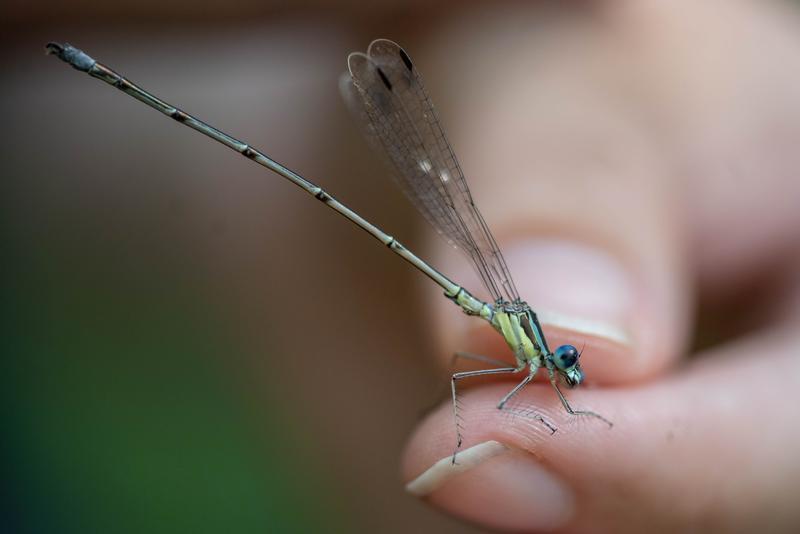 Photo of Slender Spreadwing