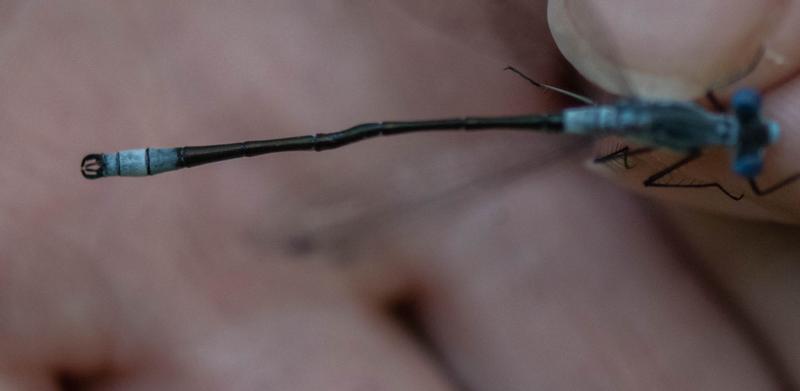 Photo of Sweetflag Spreadwing