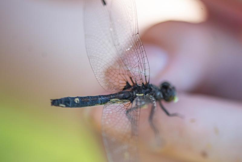 Photo of Dot-tailed Whiteface