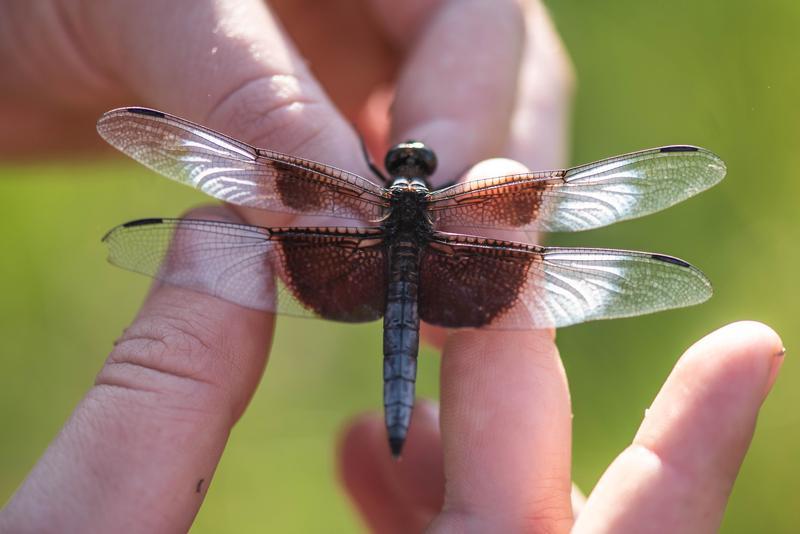 Photo of Widow Skimmer