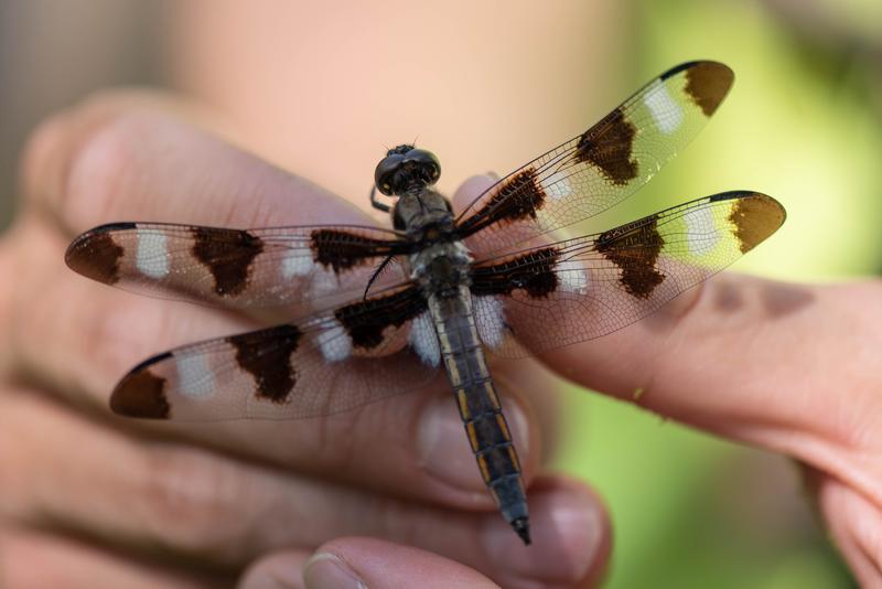 Photo of Twelve-spotted Skimmer