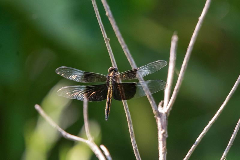 Photo of Widow Skimmer