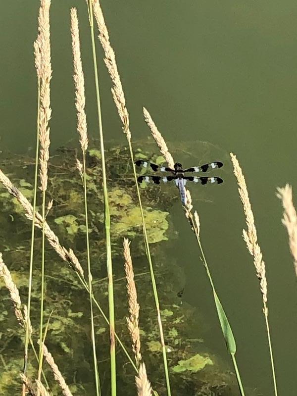 Photo of Twelve-spotted Skimmer