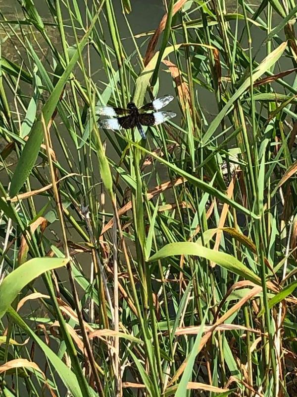 Photo of Widow Skimmer