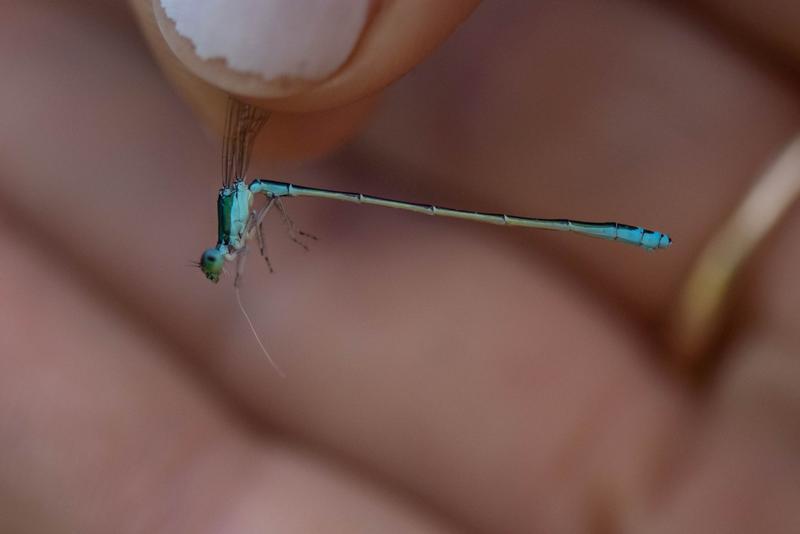 Photo of Sedge Sprite