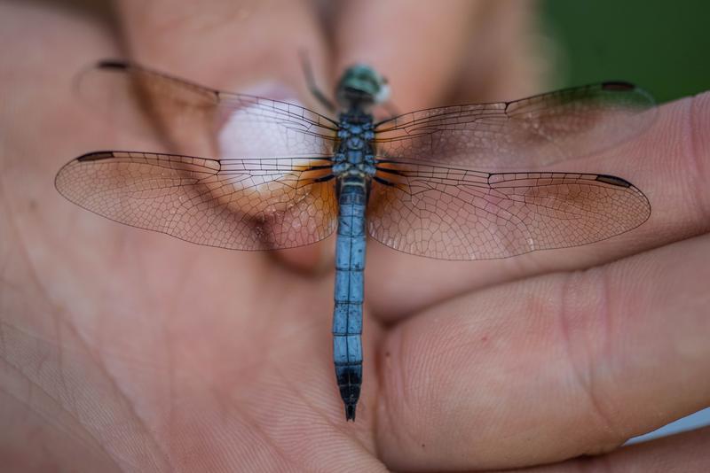 Photo of Blue Dasher