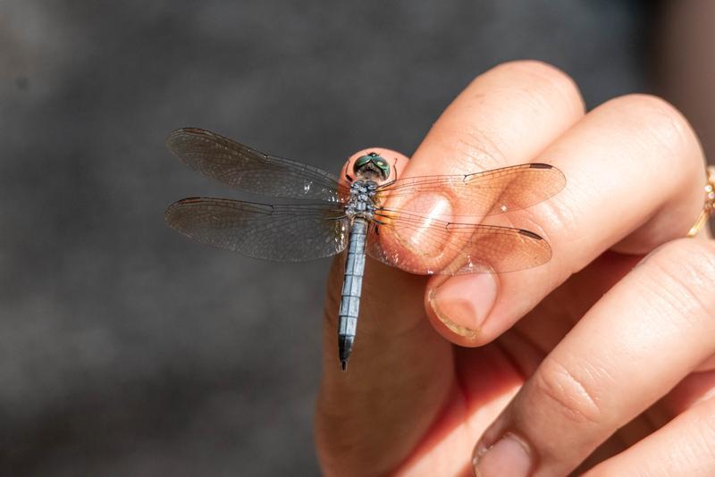 Photo of Blue Dasher