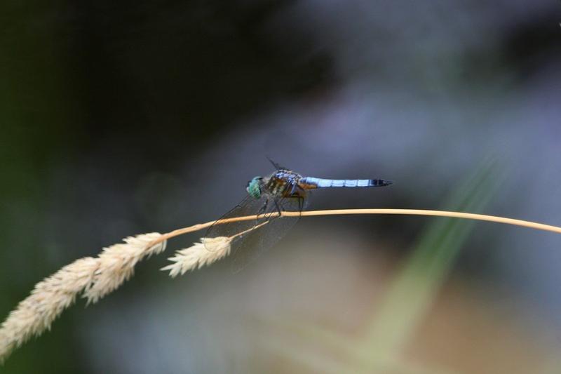 Photo of Blue Dasher