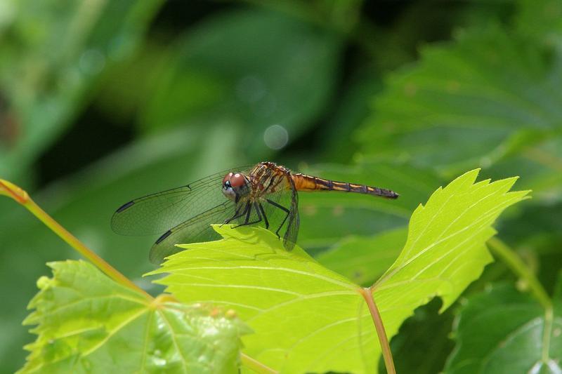 Photo of Blue Dasher