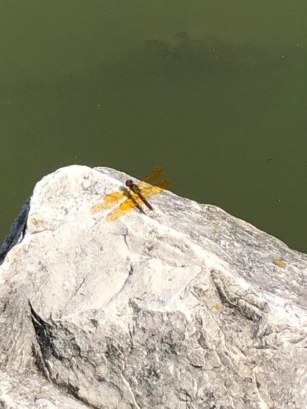 Photo of Eastern Amberwing