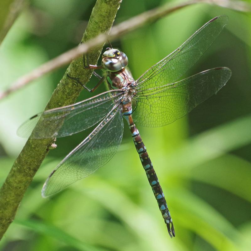 Photo of Green-striped Darner