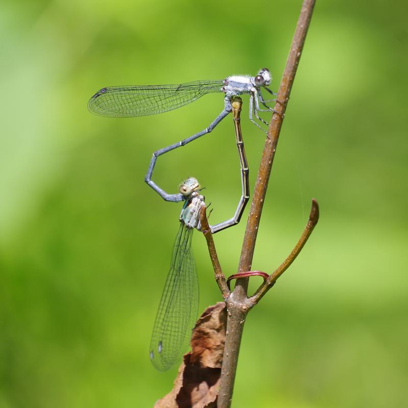 Photo of Powdered Dancer