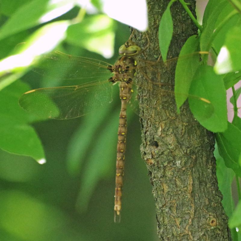 Photo of Fawn Darner