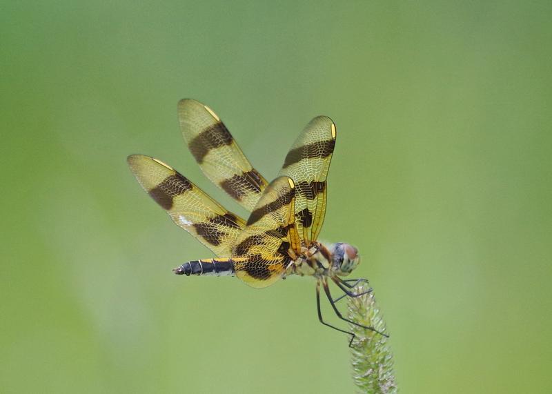 Photo of Halloween Pennant