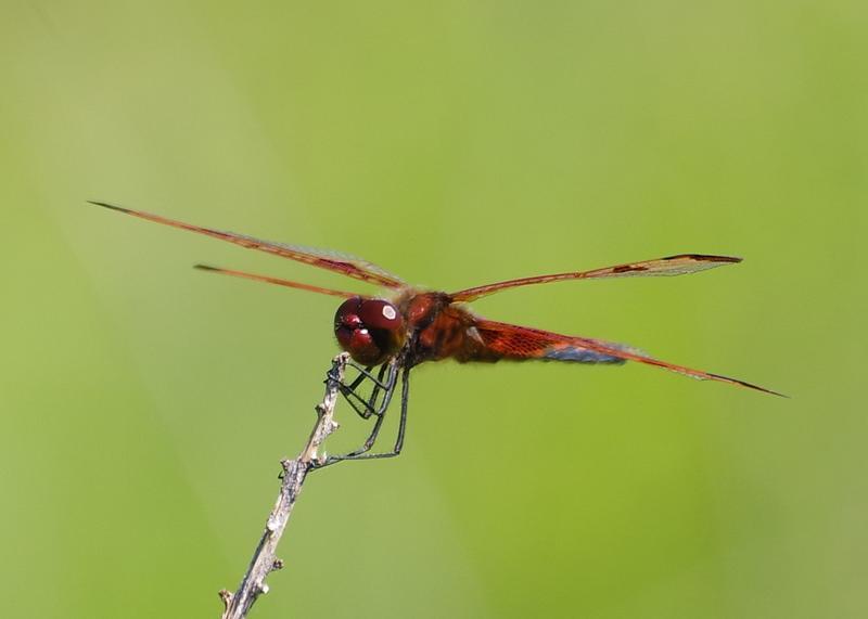 Photo of Calico Pennant