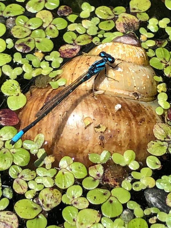Photo of Skimming Bluet