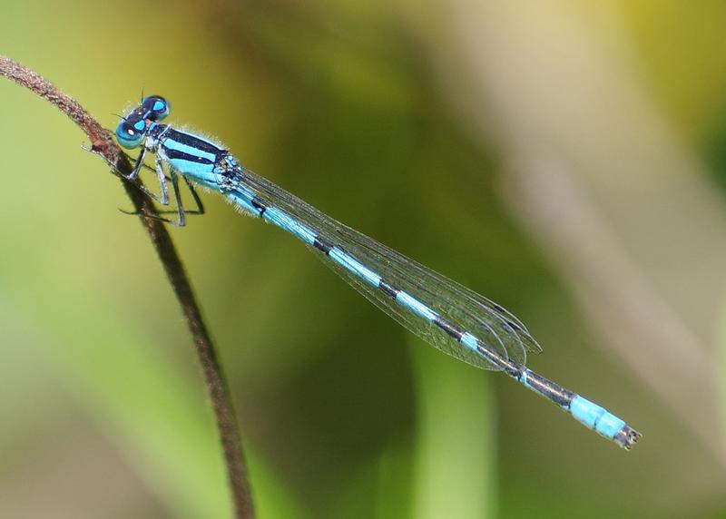 Photo of Marsh Bluet