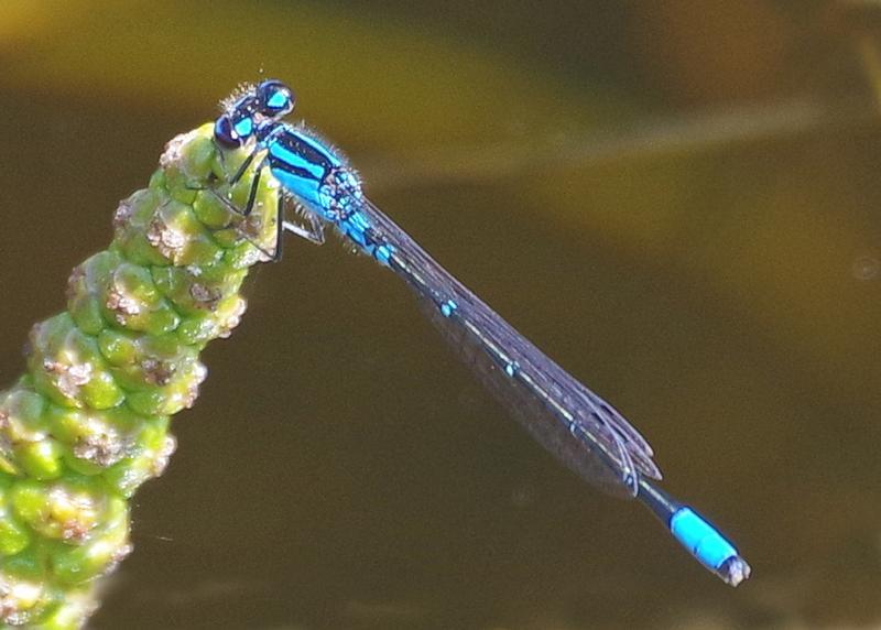 Photo of Skimming Bluet