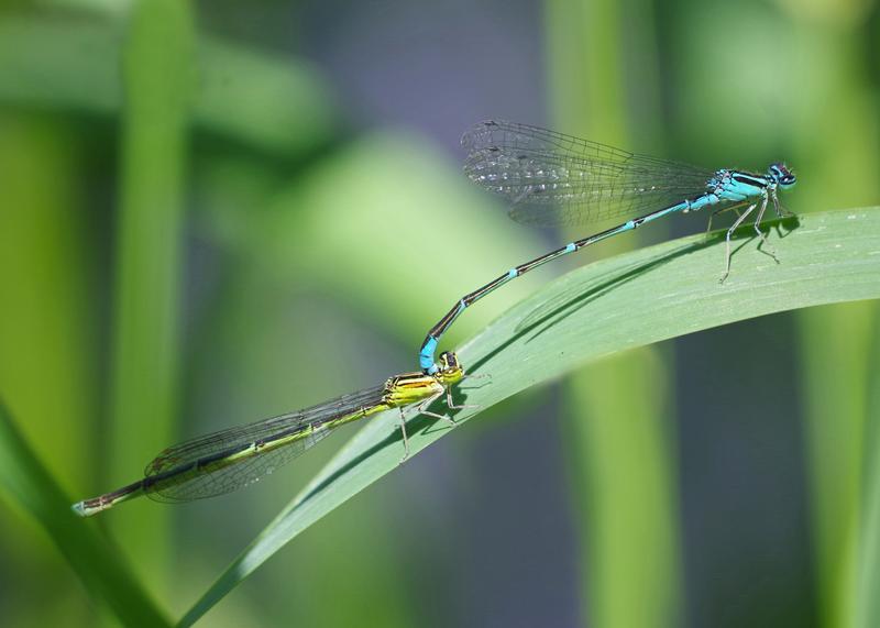 Photo of Stream Bluet