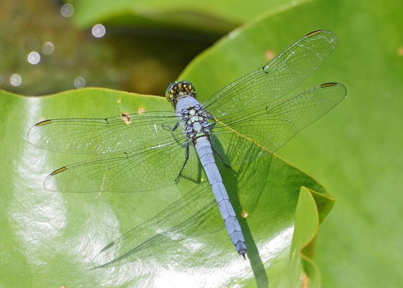 Photo of Eastern Pondhawk