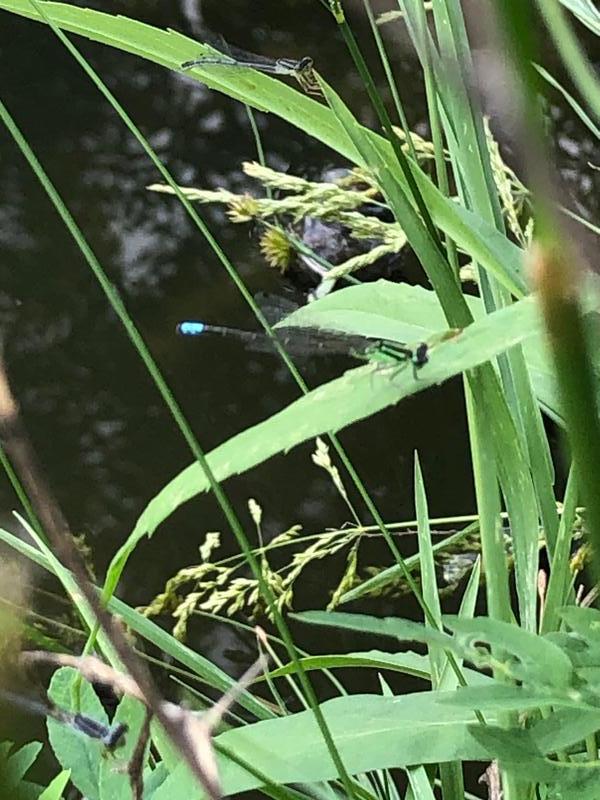 Photo of Eastern Forktail