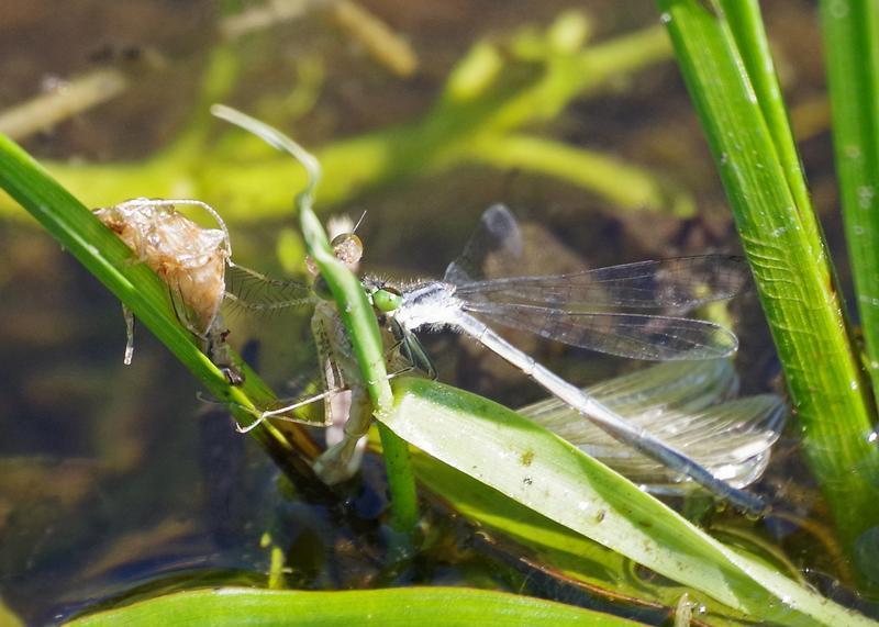 Photo of Eastern Forktail