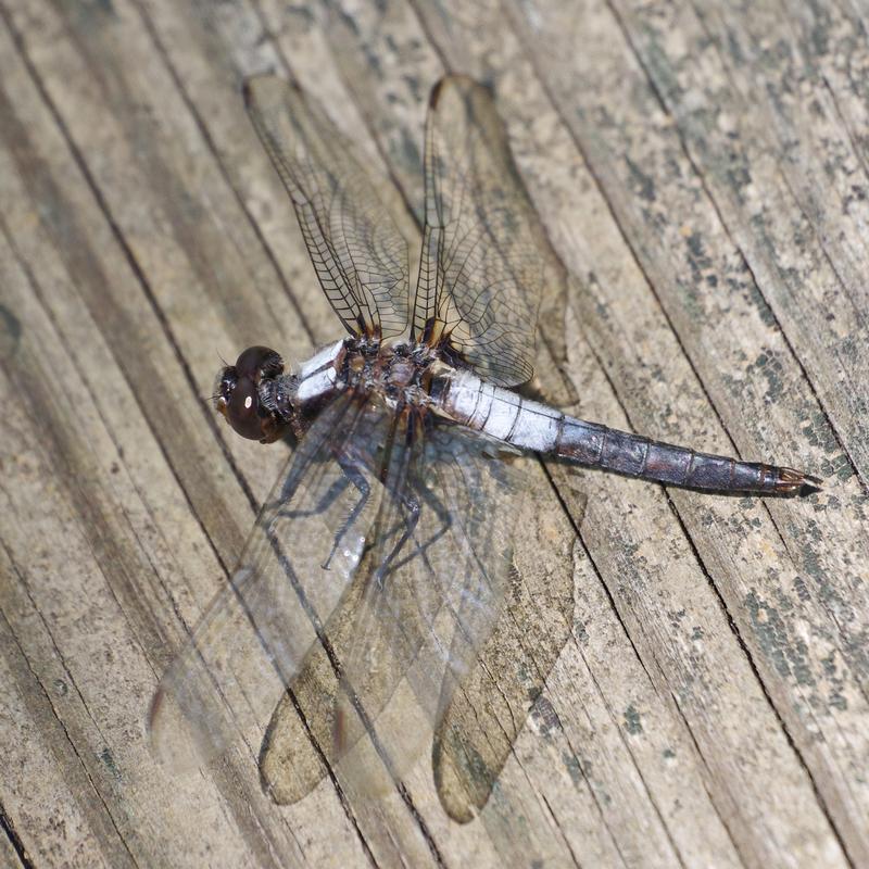 Photo of Chalk-fronted Corporal