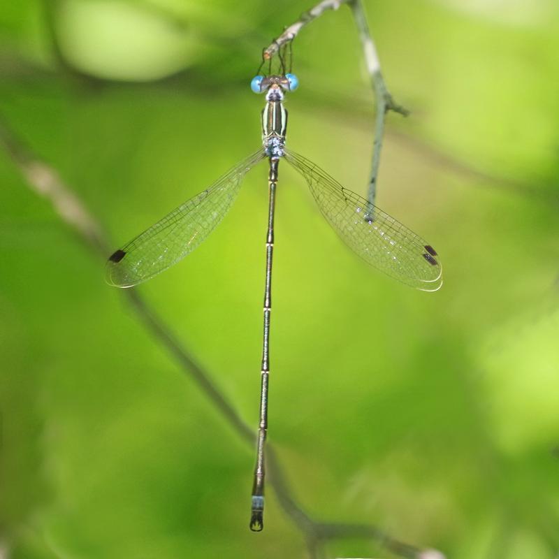 Photo of Slender Spreadwing