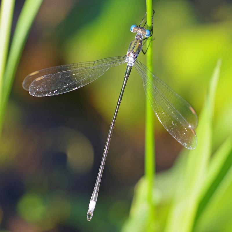 Photo of Swamp Spreadwing