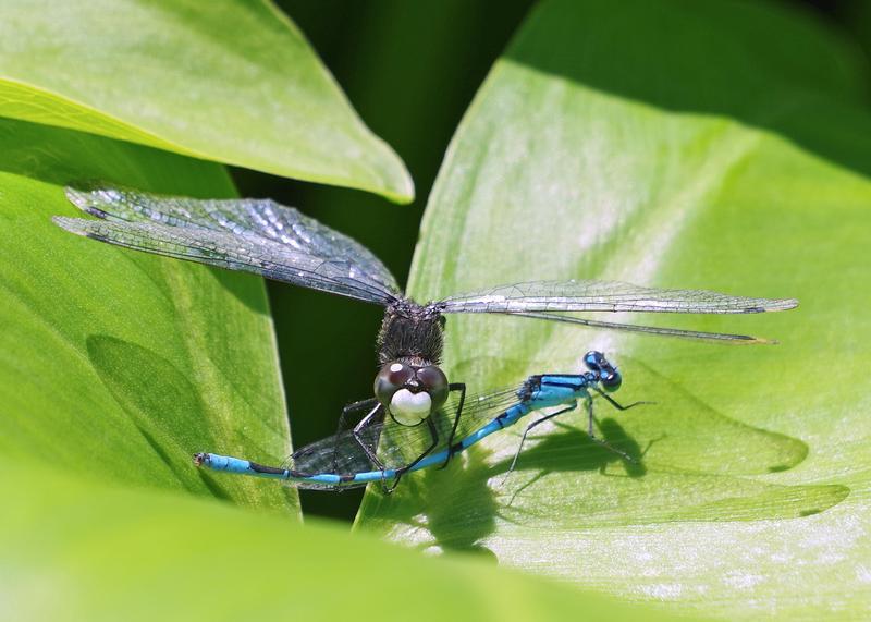 Photo of Dot-tailed Whiteface