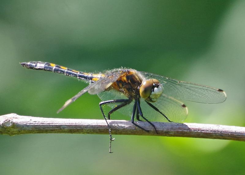 Photo of Dot-tailed Whiteface