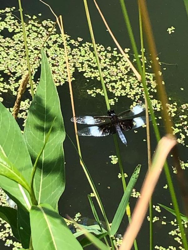 Photo of Widow Skimmer