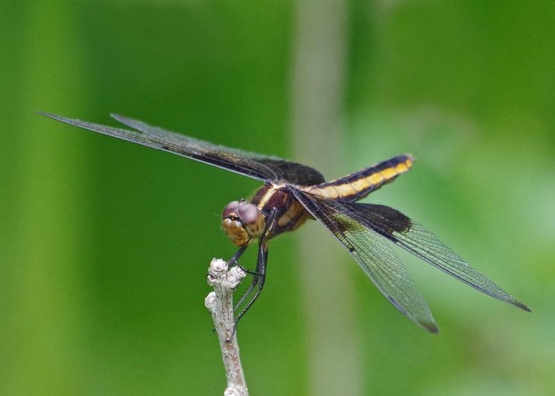 Photo of Widow Skimmer